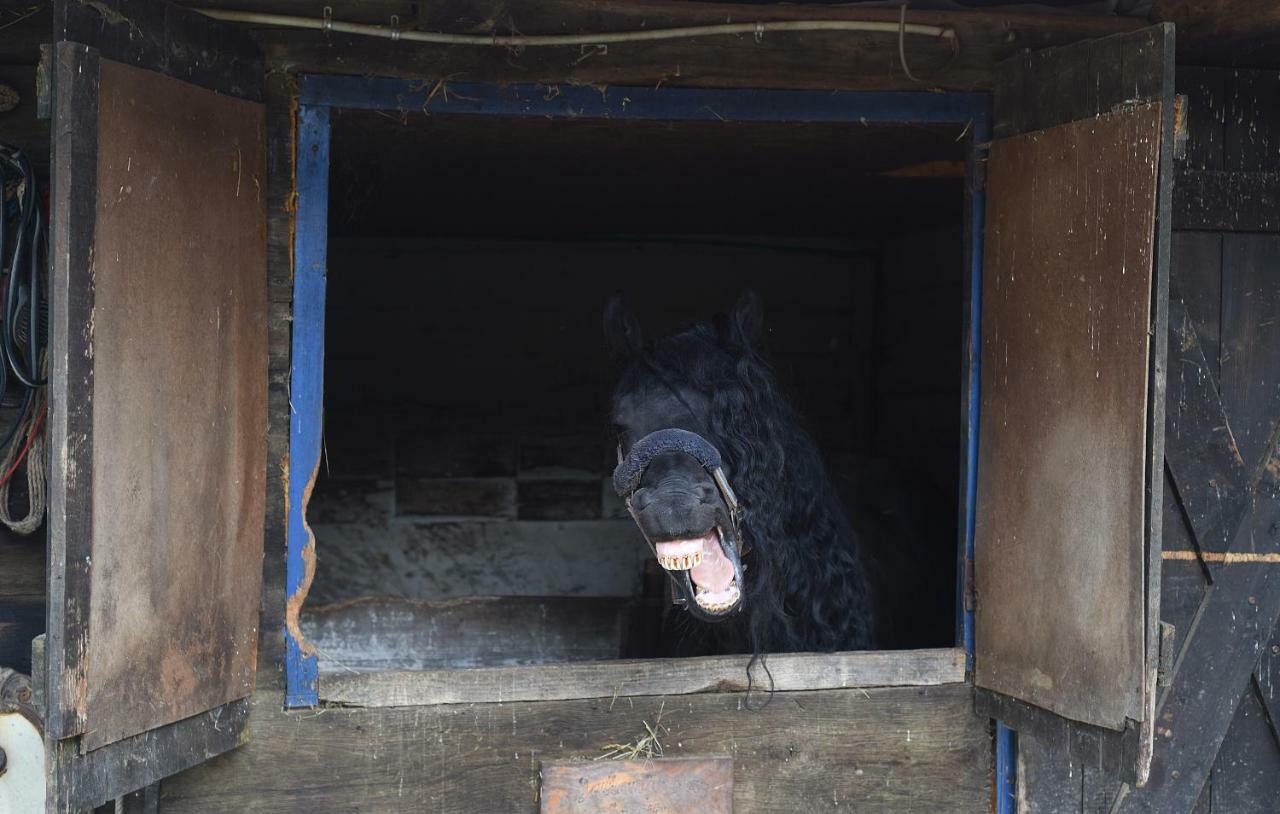 Farm stay Robinson Horseville *